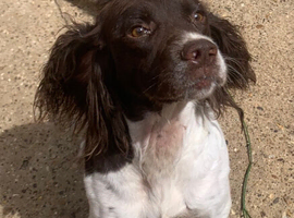 Springer spaniel