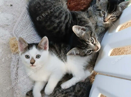 Fluffy Kittens for Sale &ndash; available NOW