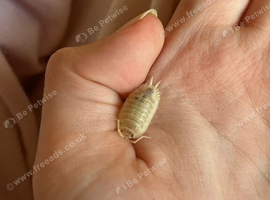 30 Snow White isopods (COLLECTION ONLY)
