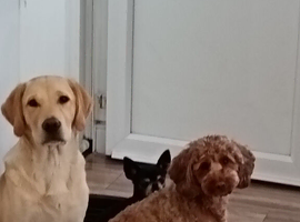 8 month old male labrador