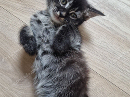 still available 15/09/2026 Price reduction###Bengal x Norwegian Forrest kittens