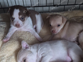 3 beautiful chihuahua puppys