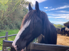 Albert the Shire Horse