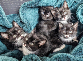 Kittens for sale