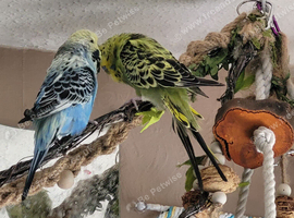 3 budgies 2 male 1 female flying cage accessories