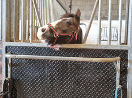 12hh 3 year old
