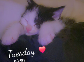Beautiful black and white female kitten