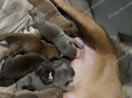 Old English x American bulldog puppies