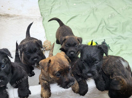 Scottish/Westie cross lakeland terrier