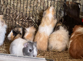 Baby Guinea pigs