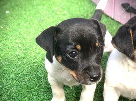 Jack Russel puppy&rsquo;s last boy ready to leave