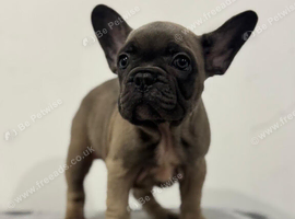 French bulldog puppies ready to leave