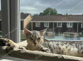 Silver Bengal Cat (Aged 2)