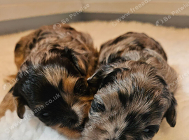 Beautiful Blue Merle Maltipoos