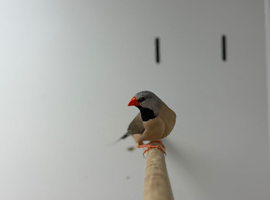 Finches