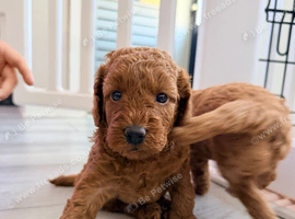 *5 star miniature labradoodle puppies!
