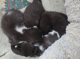 Mixed breed kittens