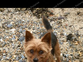 Tea cup/ very small Yorkshire terrier wanted