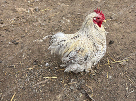 Cockerels
