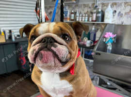 Vinnie our handsome bulldog