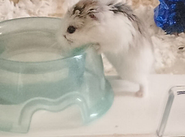 Dwarf hamster