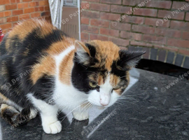 Sara - A Beautiful Adult Female Cat Looking for Her Forever Home