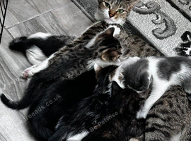 Torti kitten. Egyptian Mau mix