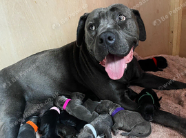 Puppy&rsquo;s for sale