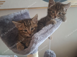 Tabby kittens boy and girl