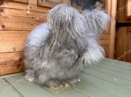 Adult Angora Doe