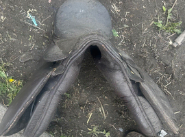 Saddle , need gone
