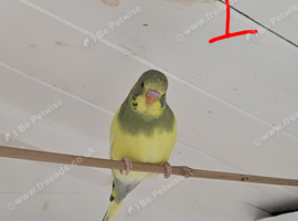 Beautiful young budgies x 3