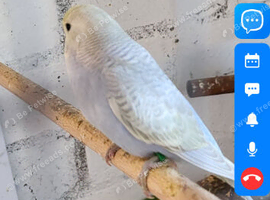 Baby budgies for sale