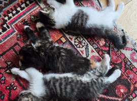 Kittens looking for their new home