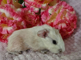 Baby sow available