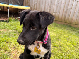 Female puppy for sale