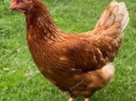 Point of Lay Hens For Sale