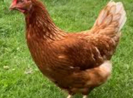 Point of Lay Hens For Sale