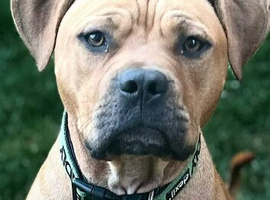 Rehome