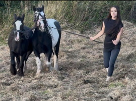 Two black and white mare cob pony for sale
