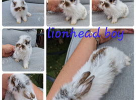 2 beautiful lionhead boys