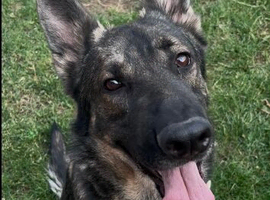German Shepard male
