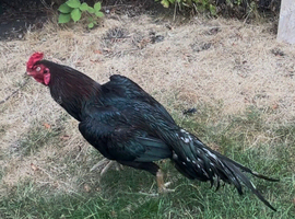 Pure lassani aseel for sale