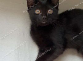 Kittens