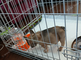 French bulldog female