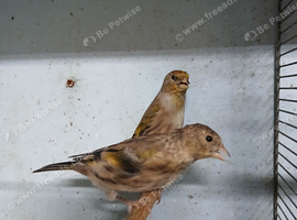 Unsexed Goldfinch mules