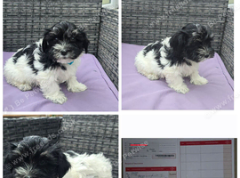 Puppies looking for loving owners!