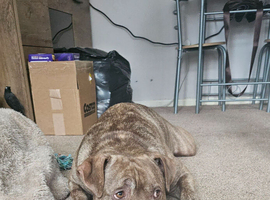 Urgent home needed
