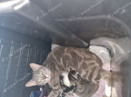 READY TO GO kittens