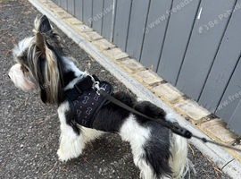 Ultra mini stunning Biewer terrier  proven boy 1.5